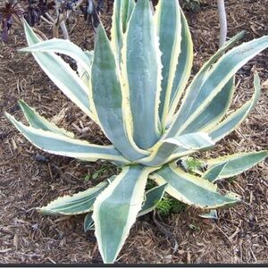 Variegated Agave